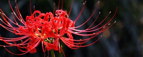 彼岸花荼蘼花|「花開荼蘼」與「荼靡花開」千年來真的有人讀懂了。